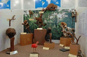 Museo di Zoologia di Catania