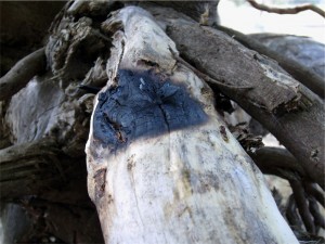 Claudio Cavallaro - TreeResurrection-part.-progetto-preparatorio
