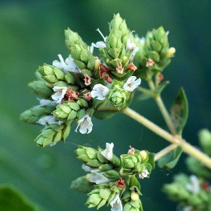 origano siciliano