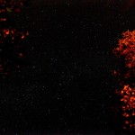 Orto dei semplici - canzoni d'autore intorno al fuoco - Foto di Alberta Dionisi