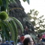 Camminanti edizione 2012