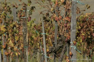 etna-vino-chiara-vigo-0472