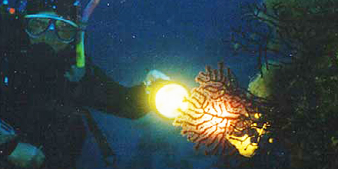 Scopri il mare e i ricchi fondali lavici di Catania