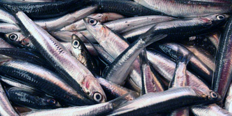 Pesce azzurro, pesce della salute. Conferenza e degustazione a Siracusa