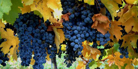 A Viagrande la ventunesima edizione della Sagra della Vendemmia
