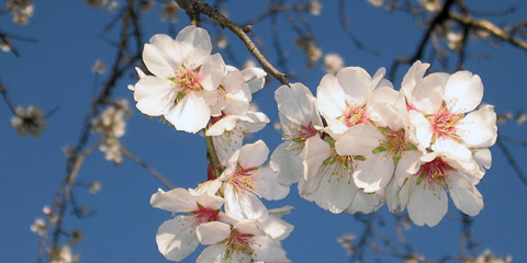 Agrigento. Sagra del Mandorlo in Fiore