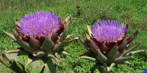 Sagra del Carciofo 2012 a Ramacca