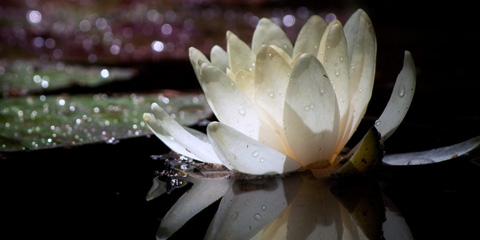 Primavera: visitare l’Orto Botanico di Catania